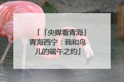 「央媒看青海」青海西宁：我和鸟儿的端午之约