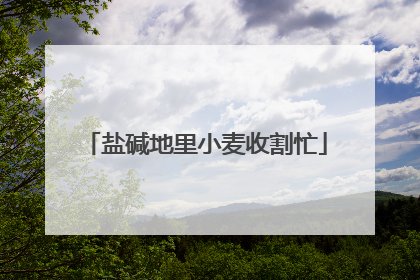 盐碱地里小麦收割忙