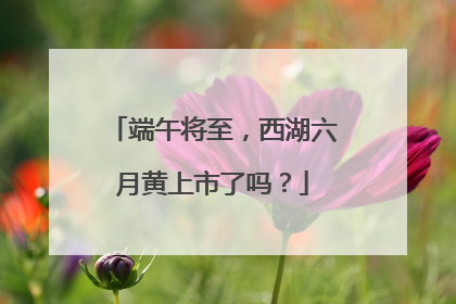 端午将至，西湖六月黄上市了吗？