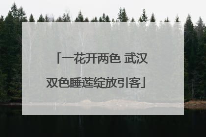 一花开两色 武汉双色睡莲绽放引客