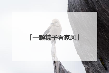 一颗粽子看家风