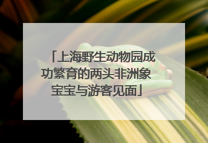 上海野生动物园成功繁育的两头非洲象宝宝与游客见面