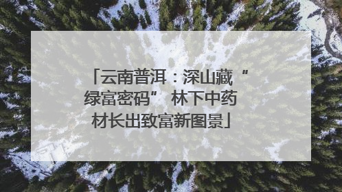 云南普洱：深山藏“绿富密码” 林下中药材长出致富新图景