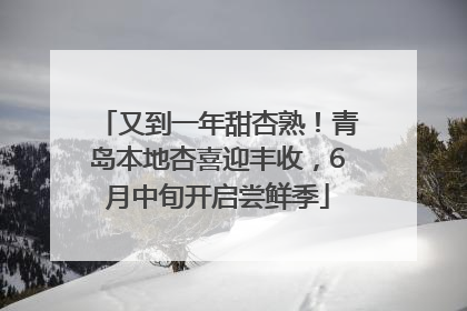又到一年甜杏熟！青岛本地杏喜迎丰收，6月中旬开启尝鲜季