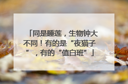 同是睡莲，生物钟大不同！有的是“夜猫子”，有的“值白班”