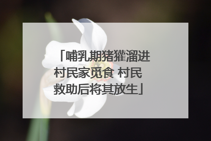 哺乳期猪獾溜进村民家觅食 村民救助后将其放生