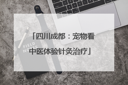 四川成都：宠物看中医体验针灸治疗