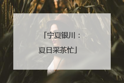 宁夏银川：夏日采茶忙