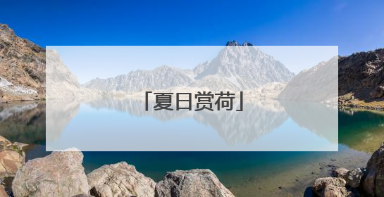 夏日赏荷