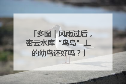 多图｜风雨过后，密云水库“鸟岛”上的幼鸟还好吗？