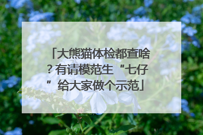 大熊猫体检都查啥？有请模范生“七仔”给大家做个示范