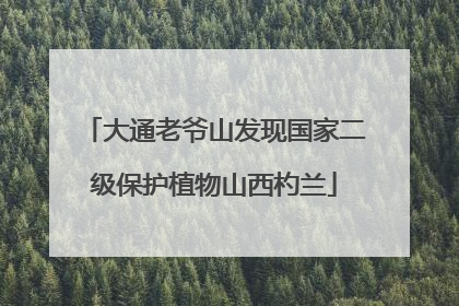 大通老爷山发现国家二级保护植物山西杓兰