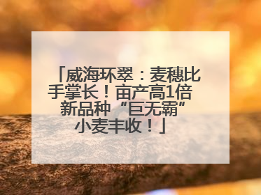 威海环翠：麦穗比手掌长！亩产高1倍 新品种“巨无霸”小麦丰收！
