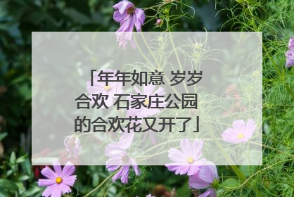 年年如意 岁岁合欢 石家庄公园的合欢花又开了