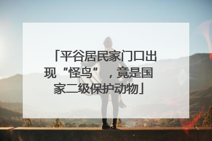 平谷居民家门口出现“怪鸟”，竟是国家二级保护动物