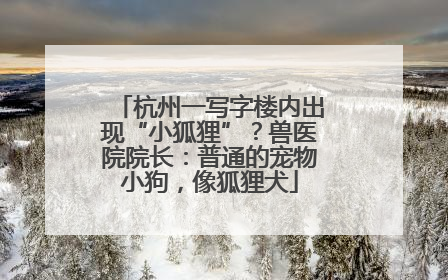 杭州一写字楼内出现“小狐狸”？兽医院院长：普通的宠物小狗，像狐狸犬