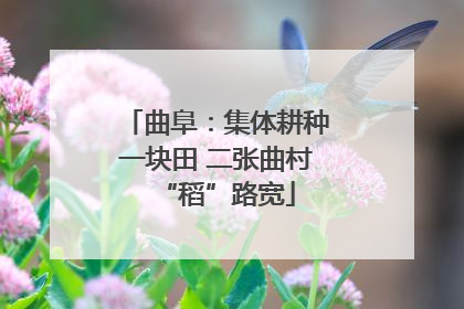曲阜：集体耕种一块田 二张曲村“稻”路宽
