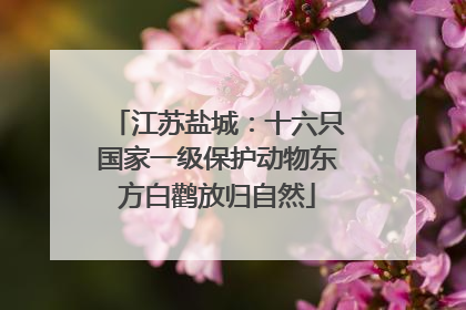 江苏盐城：十六只国家一级保护动物东方白鹳放归自然