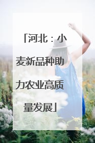 河北：小麦新品种助力农业高质量发展