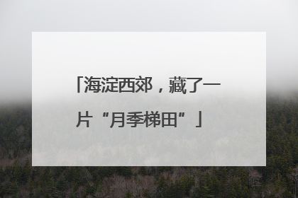 海淀西郊，藏了一片“月季梯田”