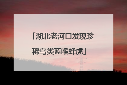 湖北老河口发现珍稀鸟类蓝喉蜂虎