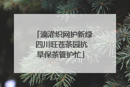 滴灌织网护新绿 四川旺苍茶园抗旱保茶管护忙