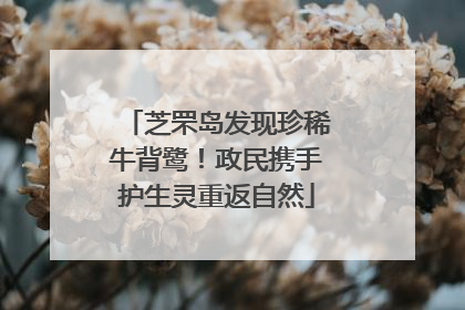 芝罘岛发现珍稀牛背鹭！政民携手护生灵重返自然