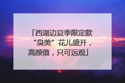 西湖边夏季限定款“臭美”花儿盛开，高颜值，只可远观