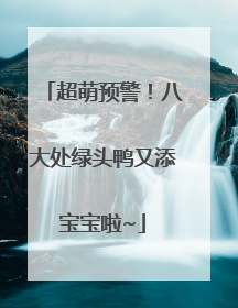 超萌预警！八大处绿头鸭又添宝宝啦~