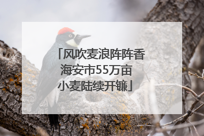 风吹麦浪阵阵香 海安市55万亩小麦陆续开镰