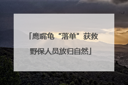 鹰嘴龟“落单”获救 野保人员放归自然